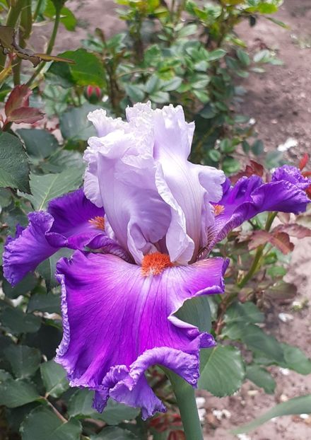  - MAI - luna lui FLORAR