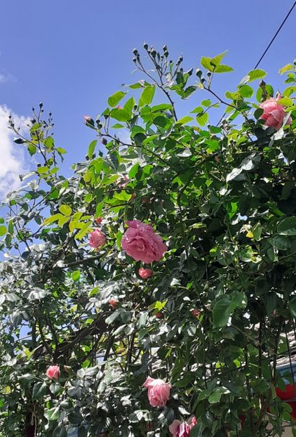  - MAI - luna lui FLORAR