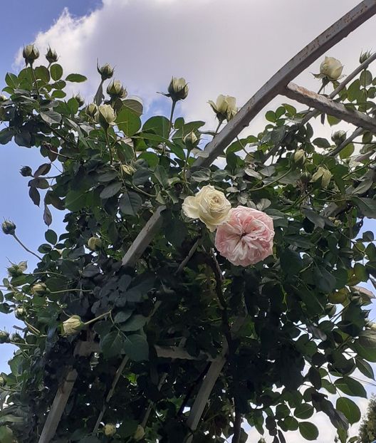  - MAI - luna lui FLORAR