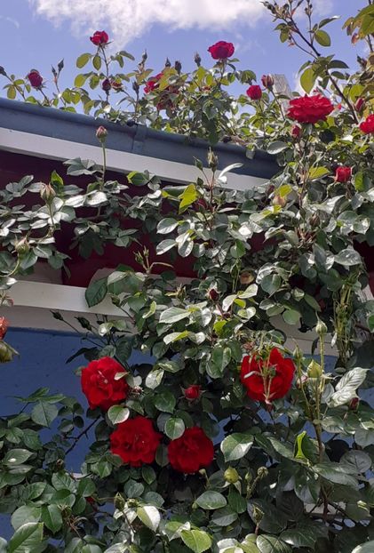  - MAI - luna lui FLORAR