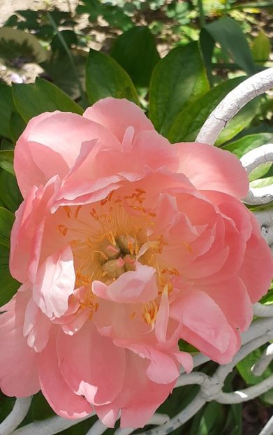  - MAI - luna lui FLORAR