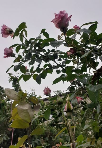  - MAI - luna lui FLORAR