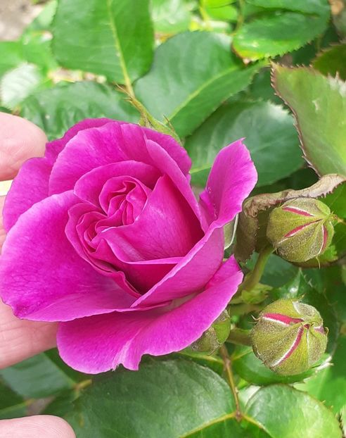  - Minerva 2021 - 2022