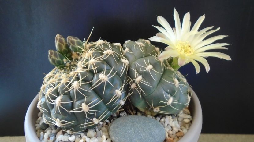  - Cactusi-Gymnocalycium 2022-23