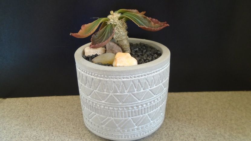 Euphorbia francoisii, Taolanaro, S. Madagascar - Caudiciforme-pachycaule si bulboase 2022-2023
