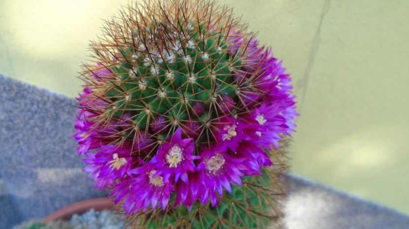 Mammillaria backebergiana, 2 ex. - Cactusi 2022