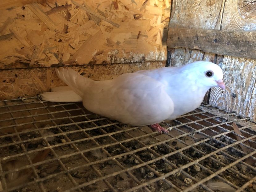 413/22 - 5- lot zbor 2022