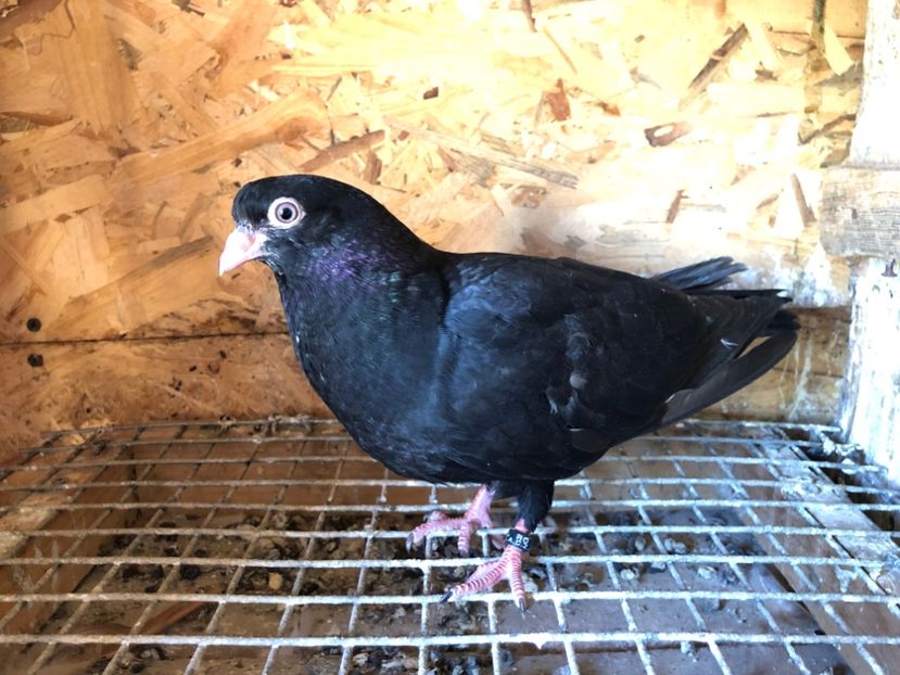 426/22 - 5- lot zbor 2022