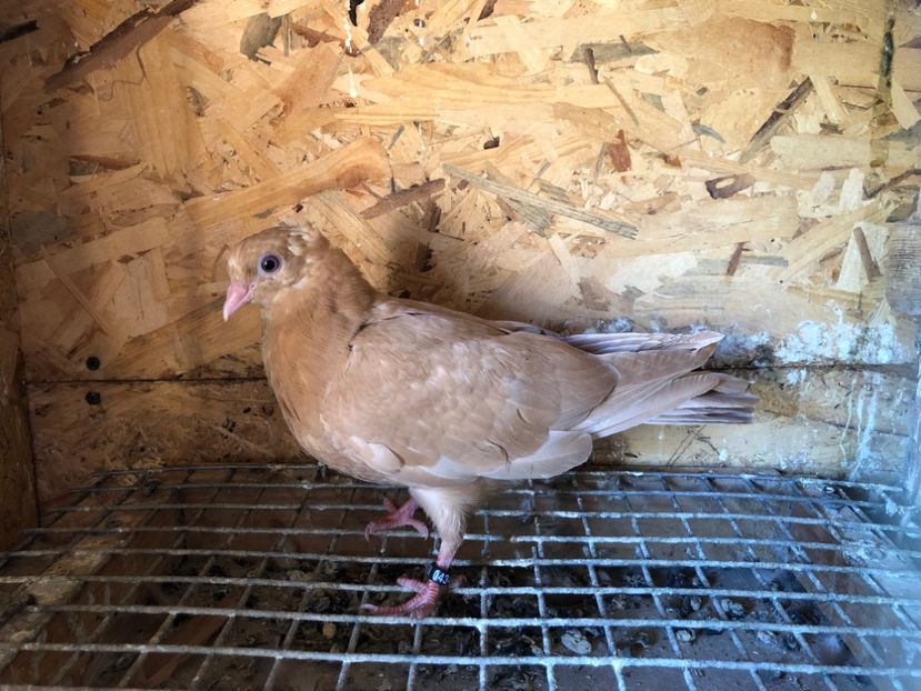 434/22 - 5- lot zbor 2022