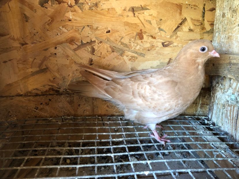 436/22 - 5- lot zbor 2022