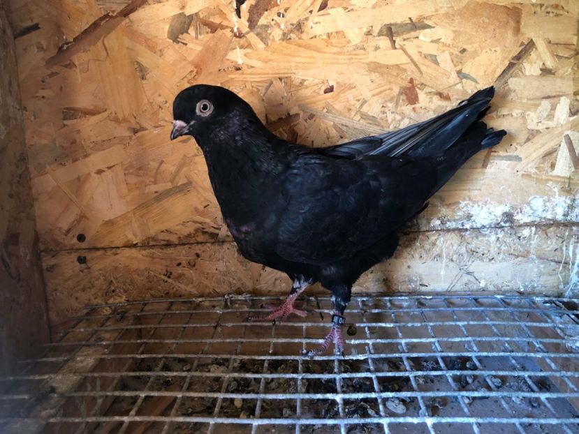 415/22 - 5- lot zbor 2022