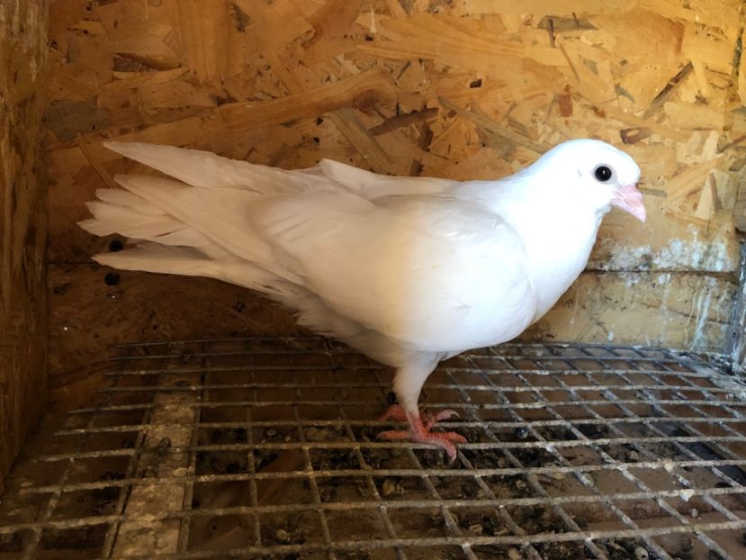 401/22 - 5- lot zbor 2022