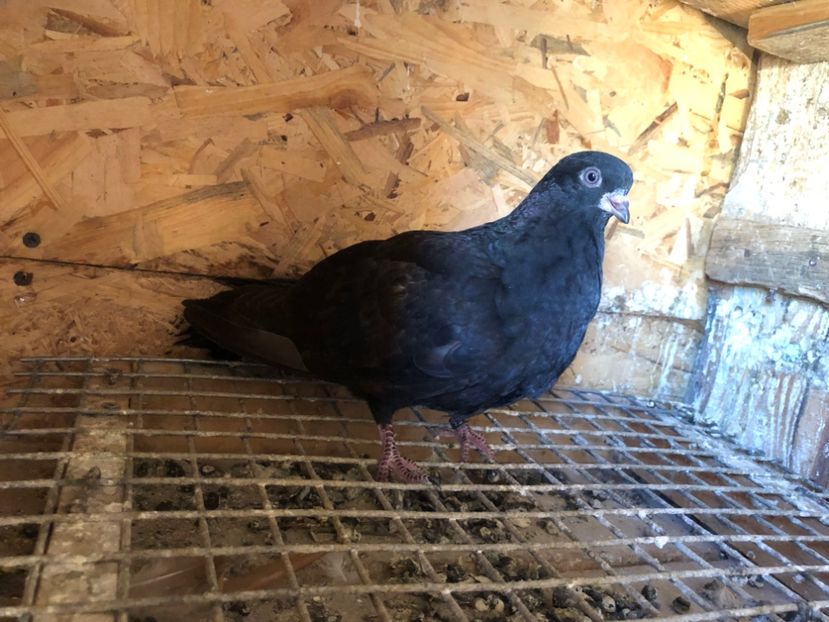 427/22 - 5- lot zbor 2022