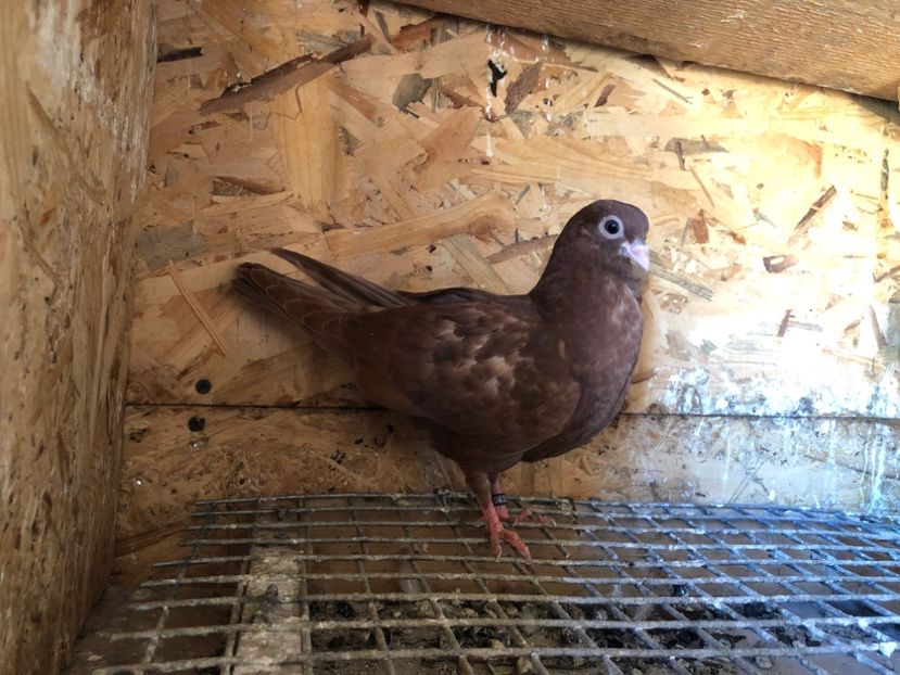 433/22 - 5- lot zbor 2022