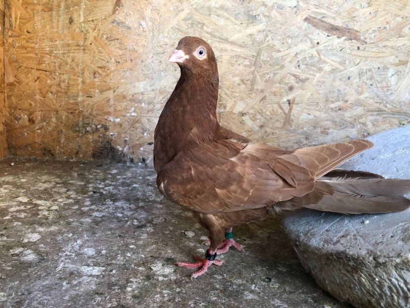 414/22 - 5- lot zbor 2022