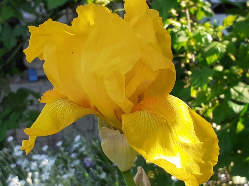 Solid gold - Iris 2022
