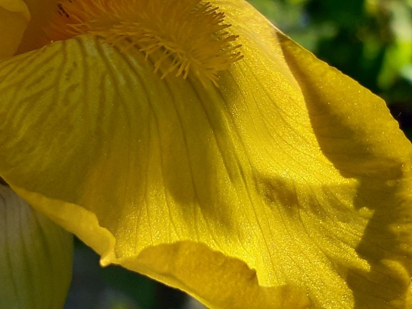 Solid gold - Iris 2022