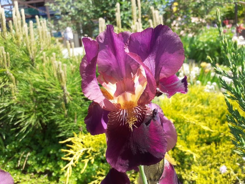  - Iris 2022