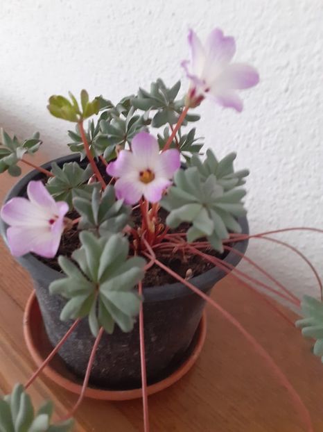  - 0 PLANTE PERENE SI ARBUSTI