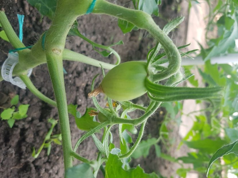 Galbena marcela soi - Tomate 2022 soiuri si hibrizi