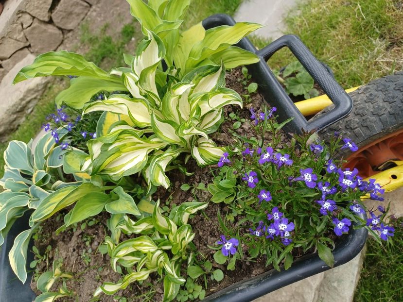  - Mixt de floricele 2022