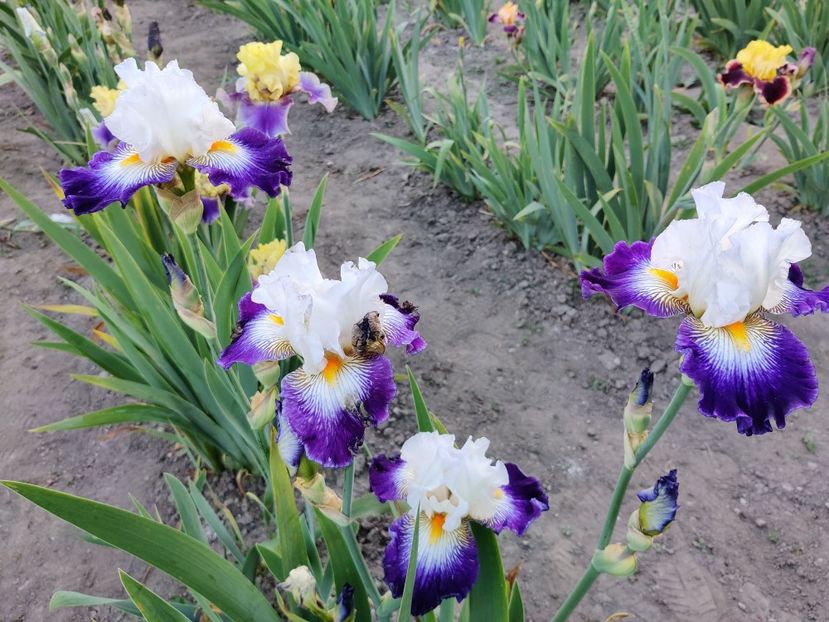 Flash of light - Iriși medii și inalti1