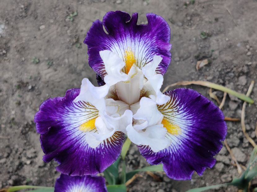  - Iriși medii și inalti1