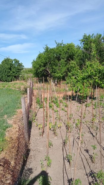 2d3fb09d-0a59-4645-870a-8939b2ad4945 - 2022 mai 20 Grădina Bunicii Olanu