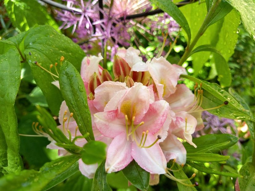  - Rhododendron