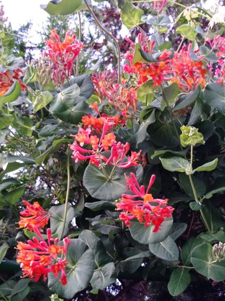  - Simfonii de primavara