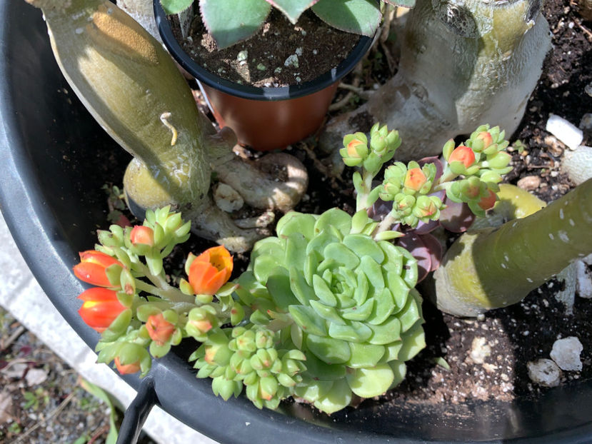  - Jurnalul gradinii 2022