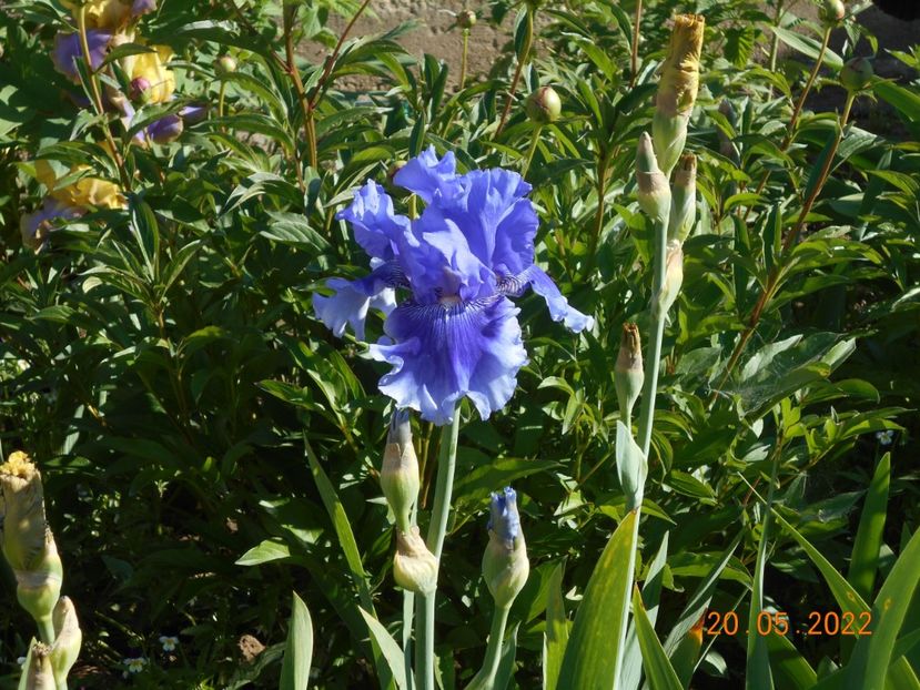  - 02 Irisi 2022