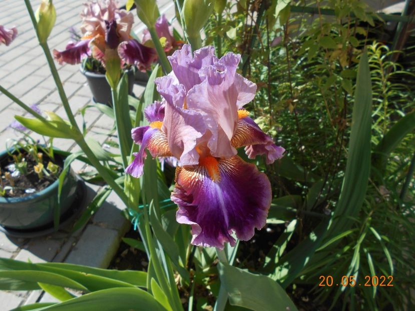  - 02 Irisi 2022