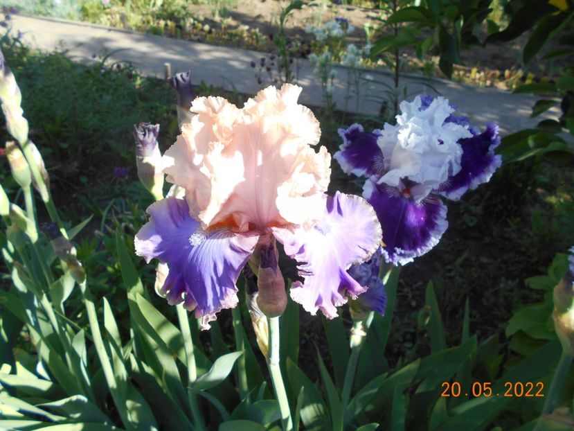  - 02 Irisi 2022