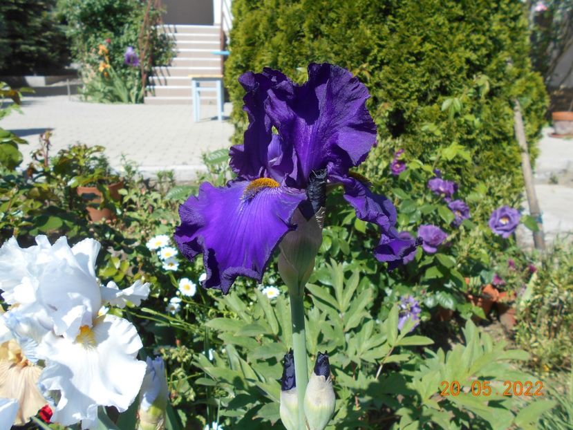 al meu 1 - 02 Irisi 2022