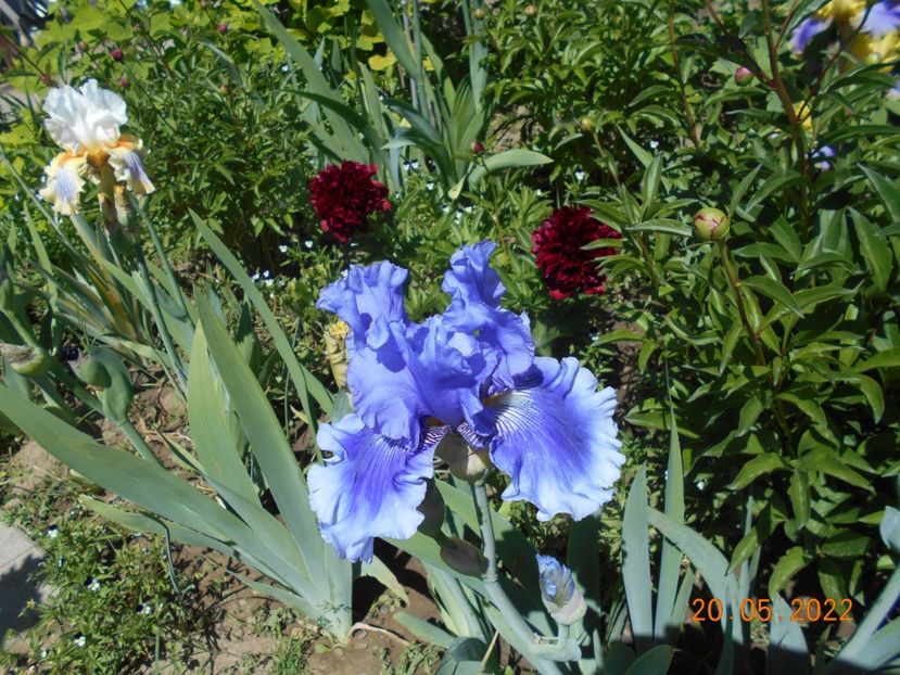 Wicked woman - 02 Irisi 2022