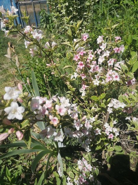 wegella variegata - arbori ornamentali 2022