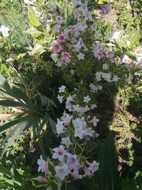  - arbori ornamentali 2022