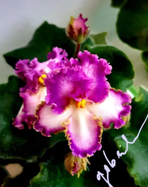 VaT Sinichka - AA violete africane de colectie