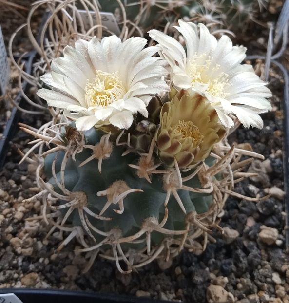 Navajoa peeblesiana v. maia - Whish list pentru viata urmatoare2