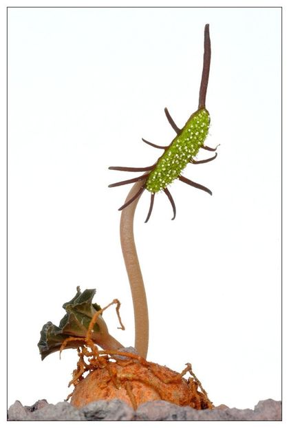 Dorstenia barminiana - Whish list pentru viata urmatoare2