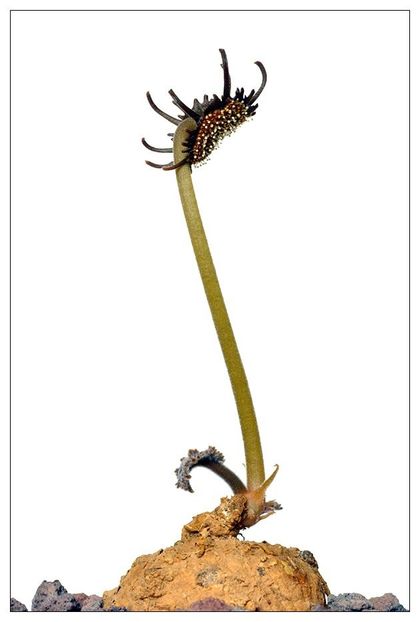 Dorstenia ellenbeckiana - Whish list pentru viata urmatoare2