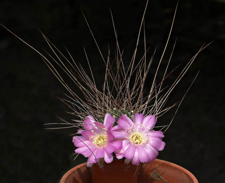 Lobivia wrightiana (Echinopsis backebergii ssp. wrightiana) - Whish list pentru viata urmatoare2