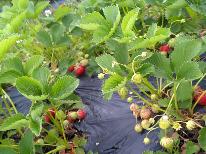 capsuni 2022 - DE SEZON FRUCTE-CAPSUNI 2022