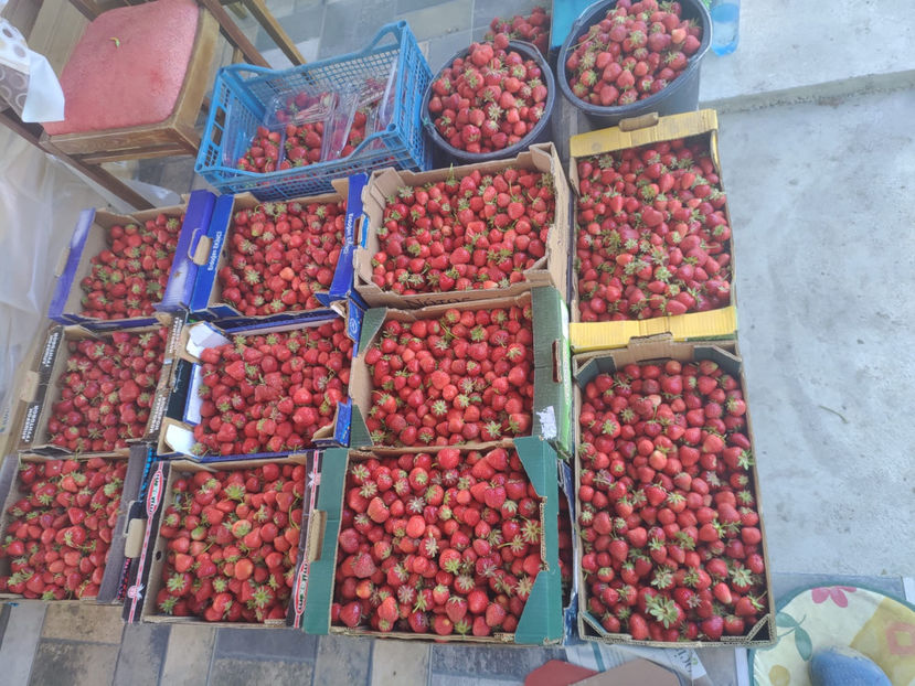 capsuni 2022 - DE SEZON FRUCTE-CAPSUNI 2022