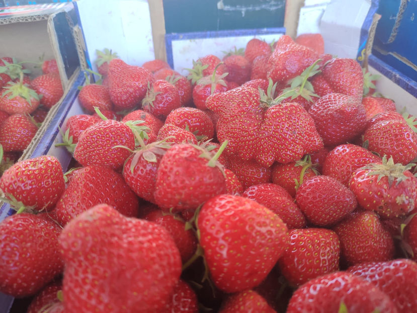 capsuni 2022 - DE SEZON FRUCTE-CAPSUNI 2022