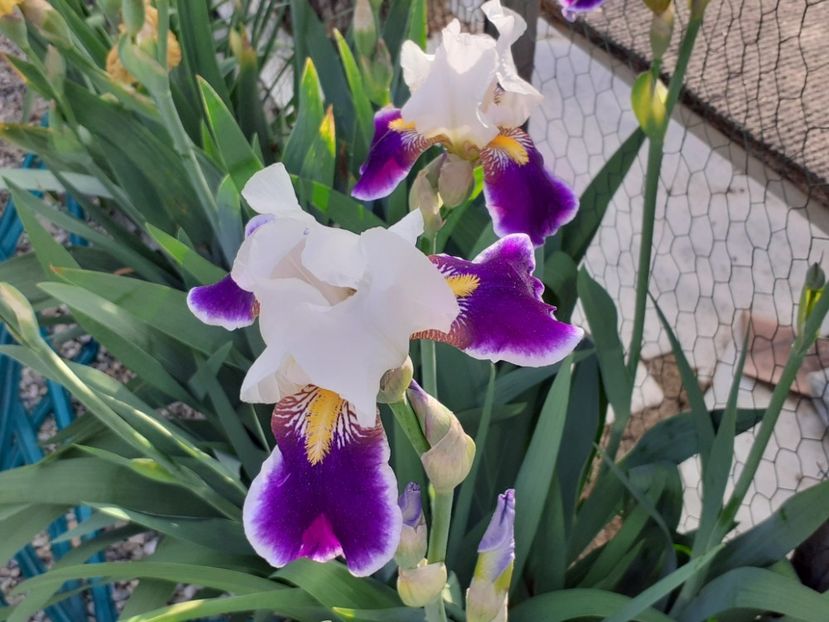  - Iris 2022