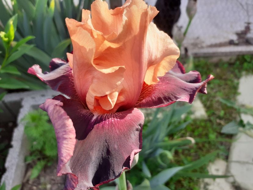  - Iris 2022