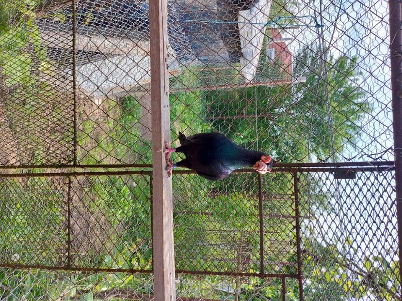  - Indian german 2022