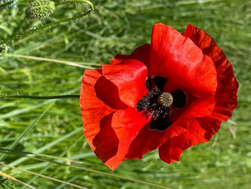 58ADA0B0-F207-48A2-B70B-D6B7A4FAD6D9 - MACUL